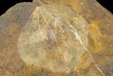 Paleocene Fossil Leaf and Winged Walnut Fruit - North Dakota #145307-1